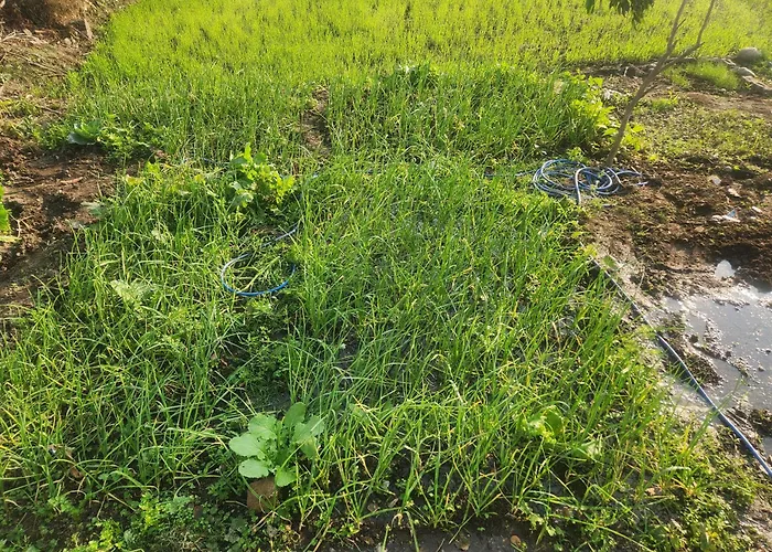 Jim Corbett Home Stay