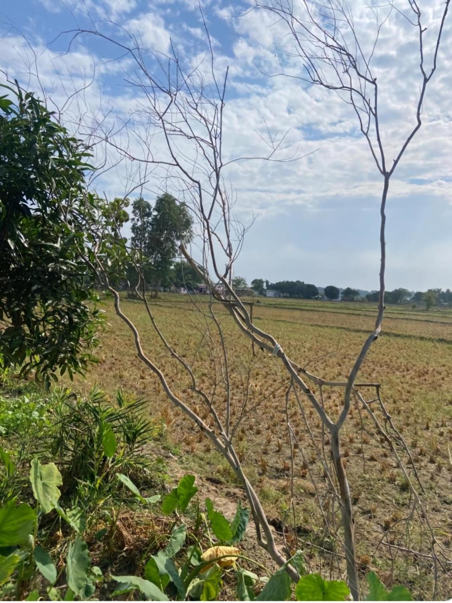 Homestay Jim Corbett Jhirna