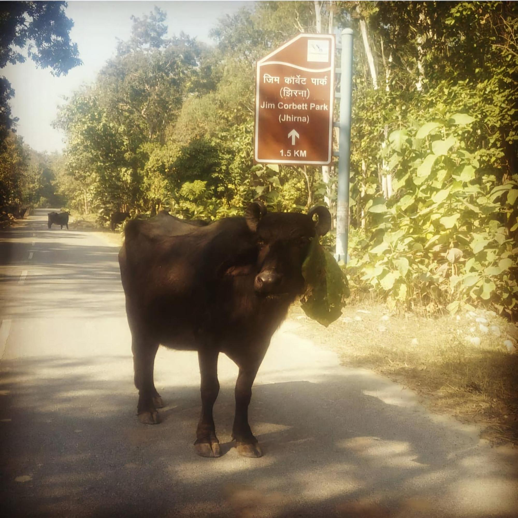 Homestay Jim Corbett